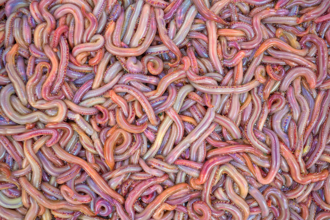 PRE-ORDER BLOODWORMS